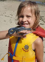 What kind of snake is this found in a tidal pool?