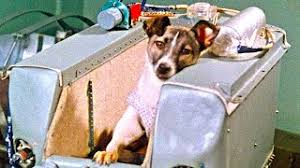 What Happened To Laika The First Space Dog Youtube