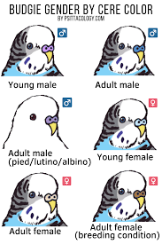 How To Tell The Gender Of A Parakeet Budgies More Psittacology