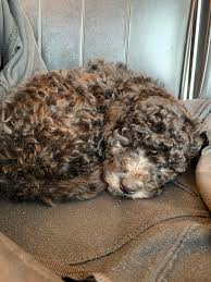 Find labradoodle in dogs & puppies for rehoming | 🐶 find dogs and puppies locally for sale or adoption in ontario : Our New Baby Mini F1b Labradoodle Name Suggestions Grayson Sirius Stormy Labradoodles