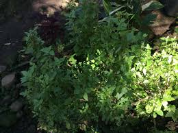 Tulsi leaves are filled with scents as it smells very good. Bahay Kubo Plants For Medicine Journeys