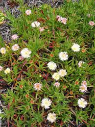 Image result for Carpobrotus