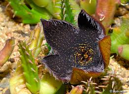 Image result for Tridentea