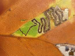 Image result for Stigmella tityrella