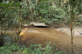 In general, many people do not realise the existence of taman negara sungai relau due to lack of promotion. Taman Negara Sungai Relau Rainforest Journal