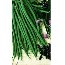haricots semer cultiver recolter au potager promesse de fleurs haricot potager graine potager