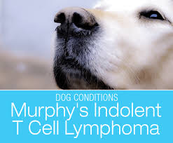 One evening, he said he'd talked to a friend and dog lover who'd told him that schuyler would tell him when it was time to go, that jack should watch and listen. Head Shaking And Swollen Lymph Nodes In A Dog