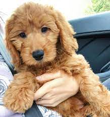 Best Mini Goldendoodle Generation F1 F1b F2 F2b F3 12 Mini Goldendoodle Mini Goldendoodle Breeders Mini Goldendoodle Puppies