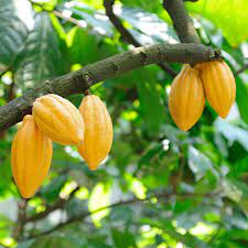 CocoBoost - OMEX Agrifluids - OMEX