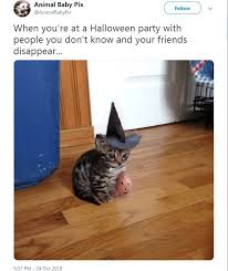10 Funny Animal Memes Especially For Halloween Funny Animals Daily Lol Pics Halloween Memes Funny Animal Pictures Funny Animals