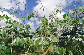 Image result for Pergularia daemia