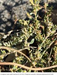 Image result for Polygonum aviculare