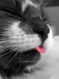 Black And White Cat With Pink Nose Pinterest Descubra E Guarde Ideias Criativas Pretty Cats Crazy Cats Cats