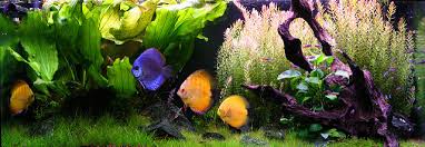 For example, a small 2.5 gallon tank 12 x 6 x 8 holds 2.5 gallons when completely full to the top. Aquarium Filter Size Calculator The Pet Supply Guy