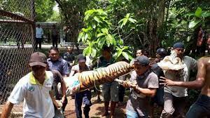 Bonbin mangkang atau kebun binatang, margasatwa kota semarang, harga tiket masuk dan harga tiket wahana permainan lengkap, daya tarik, lokasi dolandolen.com. Kronologi Penangkapan 2 Harimau Benggala Yang Lepas Di Semarang Zoo Petugas Gunakan Obat Bius Tribunnews Com Mobile