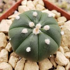 Image result for Thesium asterias