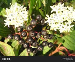 The flowers eventually allow red berries to grow, and the berries turn black when they're ripe. Cornus Sanguinea Image Photo Free Trial Bigstock
