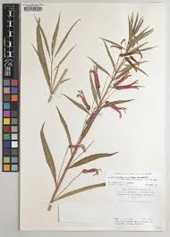 Image result for Lobelia welwitschii