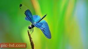 اجمل صور اليعسوب اضرار اليعسوب واين يعيش Dragonfly Insect Dragonfly Wallpaper Insects