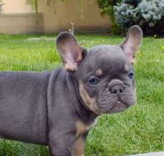 However, there's one magnificent color in blue fawn frenchies, the parts of darker blues also carry a brindle gene and they are most visible on their ears, around the muzzle, around eyes, and. French Bulldog Colors Explained Ethical Frenchie