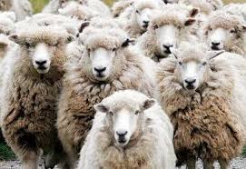 Student Expelled For Refusing Location Tracking Rfid Chip Funny Sheep Sheep Animals