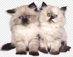 Bulu pada himalaya ini memiliki bulu yang relatif lebat dan juga panjang, dan biasanya bewarna putih dengan. Kucing 1853 Dua Anak Kucing Himalaya Putih Png Pngegg