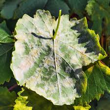 Does the type of greywater determine whether or not a plant in this microwave plant experiment, find. Baking Soda For Plants 20 Clever Uses For Baking Soda In The Garden
