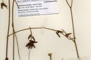 Image result for Eriosema psoraleoides