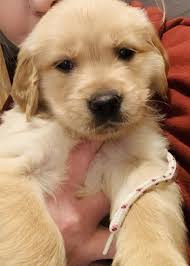 If you know this breed is right for you, check out the akc marketplace for golden retriever puppies. Golden Retriever Puppies For Sale Seymour In 326054