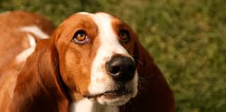 We truly appreciate all your help and are thrilled with his near perfect recovery. Foster Me A Wordpress Plugin To Help Shelter Animals In Need Wordpress Tavern