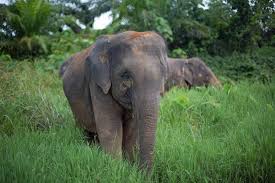Southern Thailand Elephant Foundation