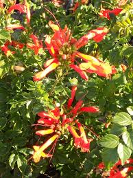 Image result for Tecoma capensis