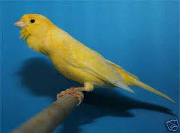 يمكن أن تتفاعل لون جميع الأطعمة الطبيعية مثل؛ التوت والشمندر مع صبغة البول الصفراء لخلق لون أصفر داكن. ÙƒÙ€Ù€Ù€Ù†Ù€Ù€Ù€Ù€Ø§Ø±ÙŠ Ø¬Ù…Ø¹ÙŠØ© Ù…Ø±Ø¨ÙŠ Ø§Ù„Ø·ÙŠÙˆØ± Ø¨Ø³ÙŠØ¯ÙŠ Ø¹Ù„ÙŠ Ø¨Ù† Ø¹ÙˆÙ† Facebook