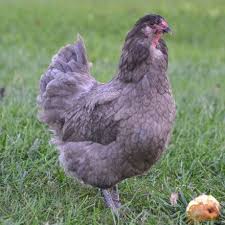 Meyer Hatchery Olive Egger Chicken Chickens For Sale Chickens Backyard