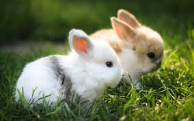 Tv show info alpha coders 75 wallpapers. Baby Bunny Wallpapers Top Free Baby Bunny Backgrounds Wallpaperaccess