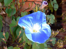Image result for Ipomoea violacea