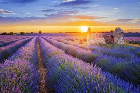 Wie lässt sich die blütezeit von lavendel verlängern? Lavendelblute In Der Provence Die Faszinierende Farbenpracht