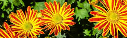 Fiori gialli tipo margherite from cdn.pixabay.com. Come Coltivare La Gazania Il Fiore Che Si Chiude Di Sera Sementi Dotto