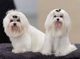 Maltese Terrier Kopek Cinsi Ozellikleri Karakteri Ve Bakimi Ajanimo