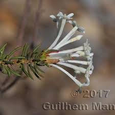Image result for Thymelaeaceae