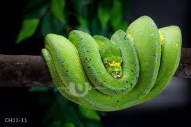 Image result for Danthoniopsis viridis