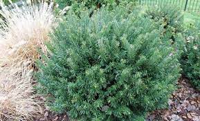 Cephalotaxus Duke Gardens Nelson Nursery Mooresville Nc Plum Yew Japanese Plum Yew Landscape Trees
