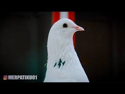 Minyak ikan berasal dari jaringan jenis ikan tertentu yang menghasilkan minyak alami. Manfaat Minyak Ikan Untuk Merpati Litetube