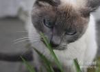 Siamese Cat Colors Chart | Fascinating Facts | Siamese of Day