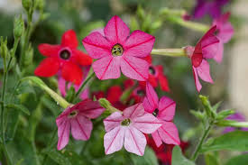 Image result for Nicotiana