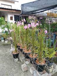 Jenis tanah penting di indonesia ada 11 macam, yaitu, organosol, alluvial, regosol, redzina, andosol, tanah mediteran, latosol, podsolik merah kuning, podsolik coklat kelabu, padsol dan grumosol. Danish Floral Orkid Tulang Cantik Buat Pagar Jenis Yg Facebook