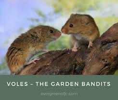 Keep voles away from your tulips by erecting a wire fence with a mesh size of 1/4 inches or smaller. Voles The Garden Bandits Evergreen Of Johnson City Tn