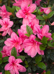 Unlike many traditional azaleas, encore azaleas bloom best in full sun, so choose an. Autumn Empress Encore Azalea Plant Development Services Inc