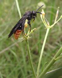 Image result for Tricalysia sp. E
