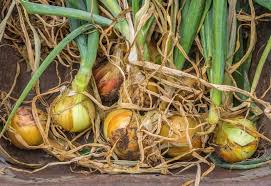 When your onions are vigorously growing through the longer days of spring and summer, their stems are lush and happy and green. How And When To Harvest Onions Plus Curing For Long Term Storage